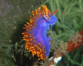 THIS IS A SPANISH SHAWL NUDIBRANCH TAKEN ON THE 