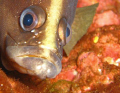 Grumpy fish up close.  Shooting with a Canon SD 850IS, no external flash at over 100 feet in the Gulf of Mexico (Oriskany wreck)