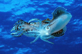 Two Caribbean Reef Squids mating in midwater.