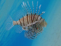 lion fish