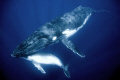 Image of a humpback mother and calf, taken in Vava'u Tonga. Nikon D300 10-20mm sigma, in sea & sea housing.