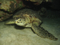 Beautiful carey turtle at night dive at Isla de Lobos, Veracruz at Gulf of Mexico, we saw it firts at surface and I promise my guide I will find it during the dive lucky me I honour my word thanks to the turtle who was just taking a break probably!