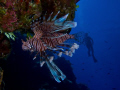 Invasive Lion Fish in San Salvador Island, Bahamas.
Olympus E520 camera with twin Inon strobes. Lion Fish actually swim upside down on the underside of the reef's overhangs. No photoshop other than color corrections.