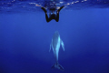 snorkeler and humpback whale. Vava'u Tonga. Nikon D300 with 10-20mm sigma.
