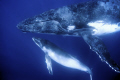 Closeup image of a humpback mother and calf. Vava'u Tonga. No cropping. Nikon D300 with 10-20mm sigma lens.