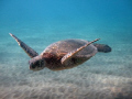 Green Sea Turtle shot at Makenna Landing on Maui with Canon A640 using an Automagic filter.