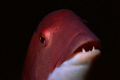 sheepshead head and teeth using macro-channel islands