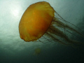 After 3 years of waiting I finally got to shoot a stinging nettle bloom in Monterey, although I wasn't able to get a backlit shot like i wanted due to weather issues. But it sure was fun diving with jellyfish all around you