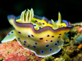 Chromodoris kuniei taken off Puerto Galera with Canon Powershot G9 with Inon UCL-165 M67 diopter.  There was a little current and I got this shot just as the 