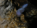 a small troglobite in the cave chan hol