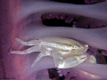 lonely white crab at purple sea pen..(canon G10 + 1pcs micro lens)