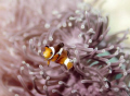 Nemo! A clown anemonefish photographed during my Divemaster course on Phi Phi, Thailand. This is from Bida Nok divesite. Shot with a 100mm macro lens.