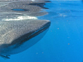 I shot the picture of this Whale Shark North of Isle Mejures. I took a deep breath dove down and took the shot upon surfacing.
Used a Sea Life 1000 for the shot.