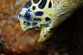 Hawksbill turtle eating buble coral at Palong dive site, Phi Phi, Thailand