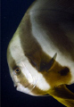 Platax (Bat-Fish)