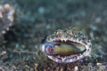 lizard fish trying to have dinner. taken in lembeh strait with canon 50D and 60mm macro.