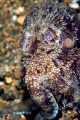 Octopus marginatus.  This creature is only about 4cm tall crawling its way around Secret Bay in Anilao, Batangas City, Philippines.