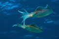 Two Caribbean Reef Squids in mid water