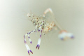 With a f/11 aperture, capturing this quick hovering shrimp was a hell of a job. With a bit of patience, I got him in focus and with the perfect composition that I wanted.