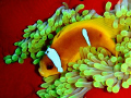 Anemone fish in its anemone.