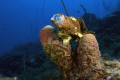 Passing a sponge at 65 feet we found this beautiful frogfish who instantly made it clear that this was his sponge and to keep moving!