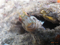 Blenny in a Bottle