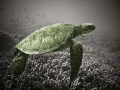 This is Honu meaning Sea Turtle in Hawaiian.  I got this shot diving my favorite spot and this turtle was in a very photogenic mood!