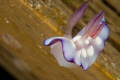 Kiss me please.....
This very lil' nudi just tried to kiss my camera :)