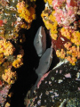 Baby whitetips resting at the rocks of roca partida, Islas Revillagigedo