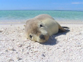 How Cute ;) Abrolhos Islands