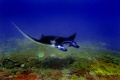 Manta ray at Manta Point, Bali