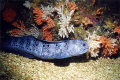 Juvenile Wolf Eel with soft coral in background. Photo taken off the northern tip of Vancouver Island out of Port Hardy. Visibility in this area can get over 100 ft.