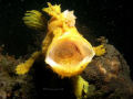 This shot was taken during a muck diving at Bunaken. It was at 17m. I stood by there a good 10 mins to catch him yawn.