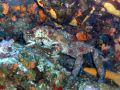 A very old crab that blended well with the coral head he hid within,  shot with a Sealife DC800 no external strobe.