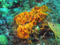 Sponges spawning