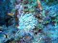 when the current in cozumel washed over this anenome it reminded me of fireworks on the 4th