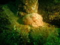 Octopus, Farne islands,Fuji200