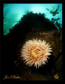 Shot of an anemone found off South Monastery Beach in Carmel, Ca. This was one of the better dives I've had there in awhile, with the vis around 40 ft. The shot was taken with a canon a570, single inon d-2000s strobe and inon fisheye lens