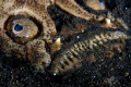 Stargazer, Jahir II Lembeh Strait, Sulawesi.