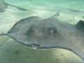 A picture taken during one of the famous Sting Ray City dives in the Cayman Islands.