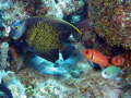 Black Angel and Squirrel Fish taken off the coast of Curacao in February 2008.  Camera used was a Canon S50 with a Sea & Sea YS-110 Strobe.