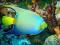 First time shooting underwater !!!  No external strobe or lenses, Sealife DC600 borrowed from a friend. I am hooked!