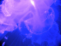 Inside a Moon Jelly