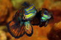 Mating time - Mandarin Fish