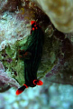 Nembrotha kubaryana
Hoga Island
Wakatobi