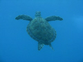 Turtle on Mike's Wreck in Key Largo.