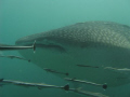 A fantastic whale shark around Kho Phi Phi. Best dive ever...