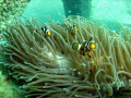 A playful school of clown fish in Phi Ley. A lot of fun!