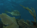 Fish in Key Largo.