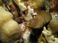 Morays sharing a coral head